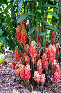 Easy-to-grow tropical beehive ginger blume samen