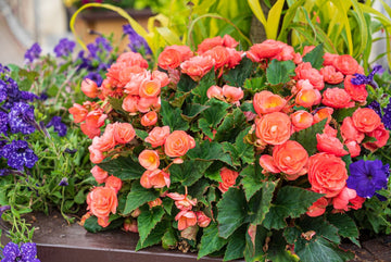 Rieger begonia anpflanzung samen
