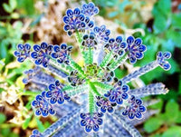 Easy grow blau kalanchoe samen