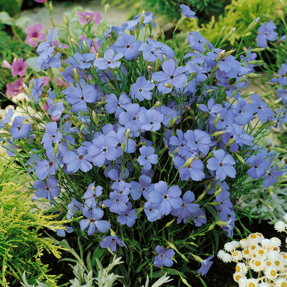 Easy grow blau oculata samen