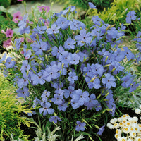 Easy grow blau oculata samen