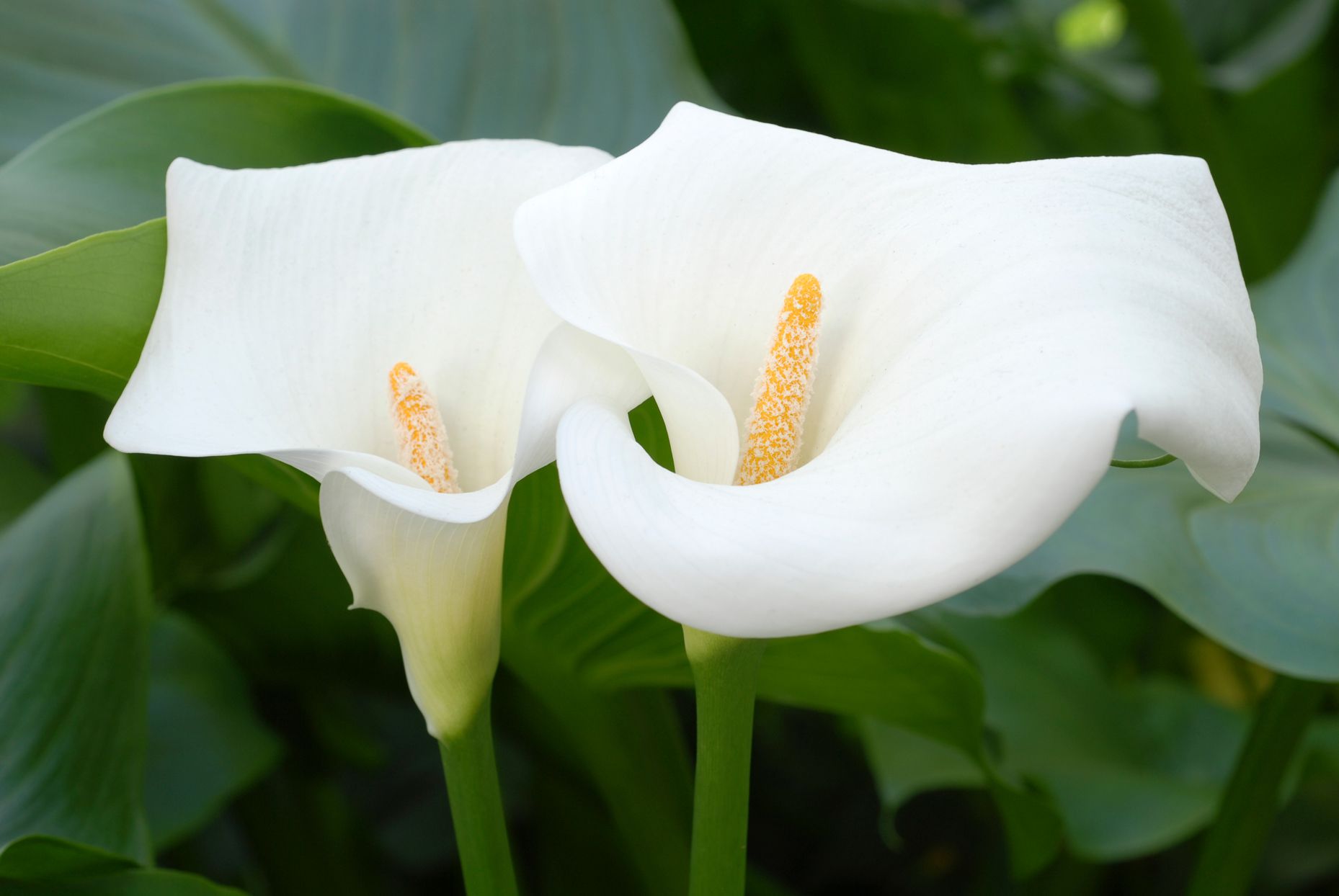 Easy grow calla lily samen