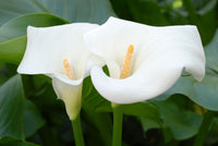 Easy grow calla lily samen