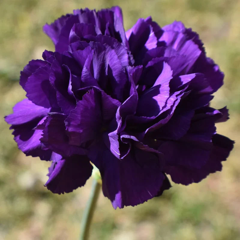Easy-to-grow violet carnation blume samen