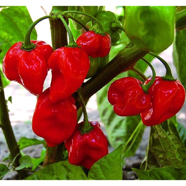 Einfachen-grow carolina samen für gardeners