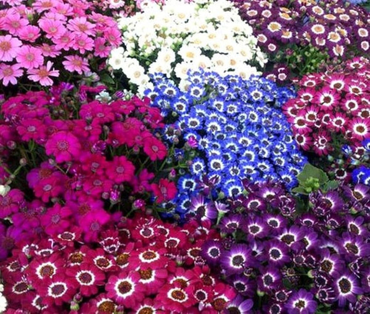 Easy grow cineraria samen
