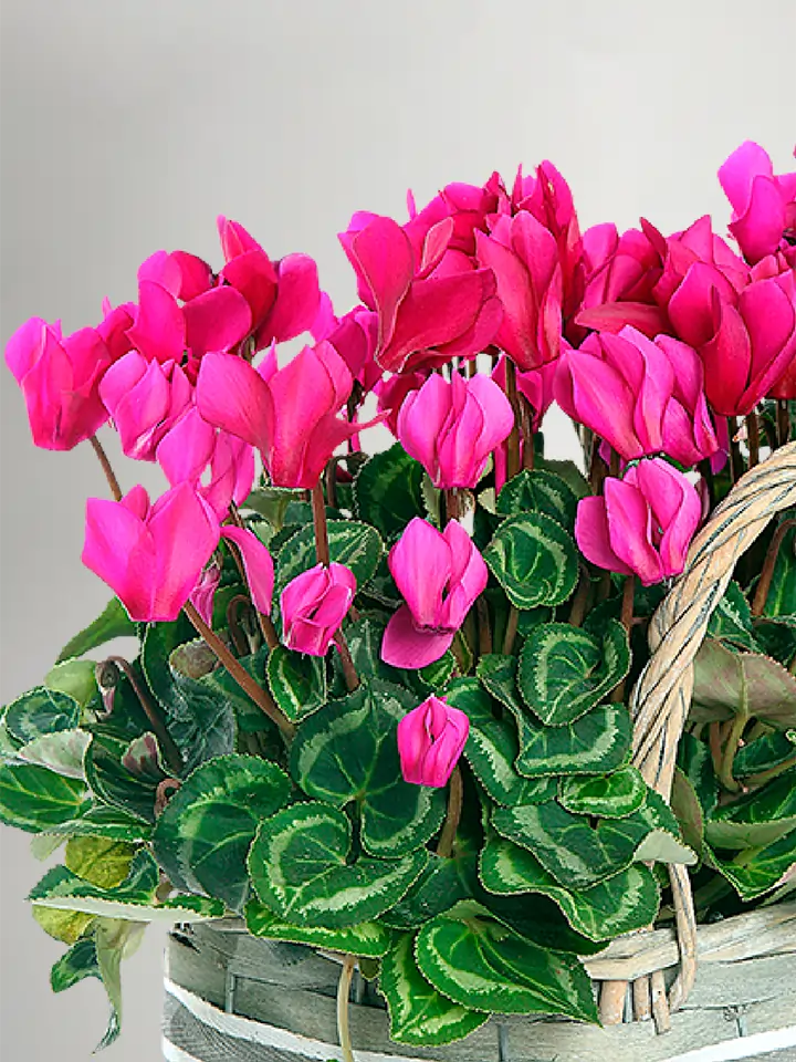 Easy grow cyclamen samen