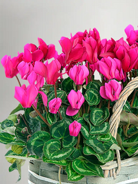 Easy grow cyclamen samen