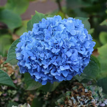 Easy grow dark blau hydrangea samen