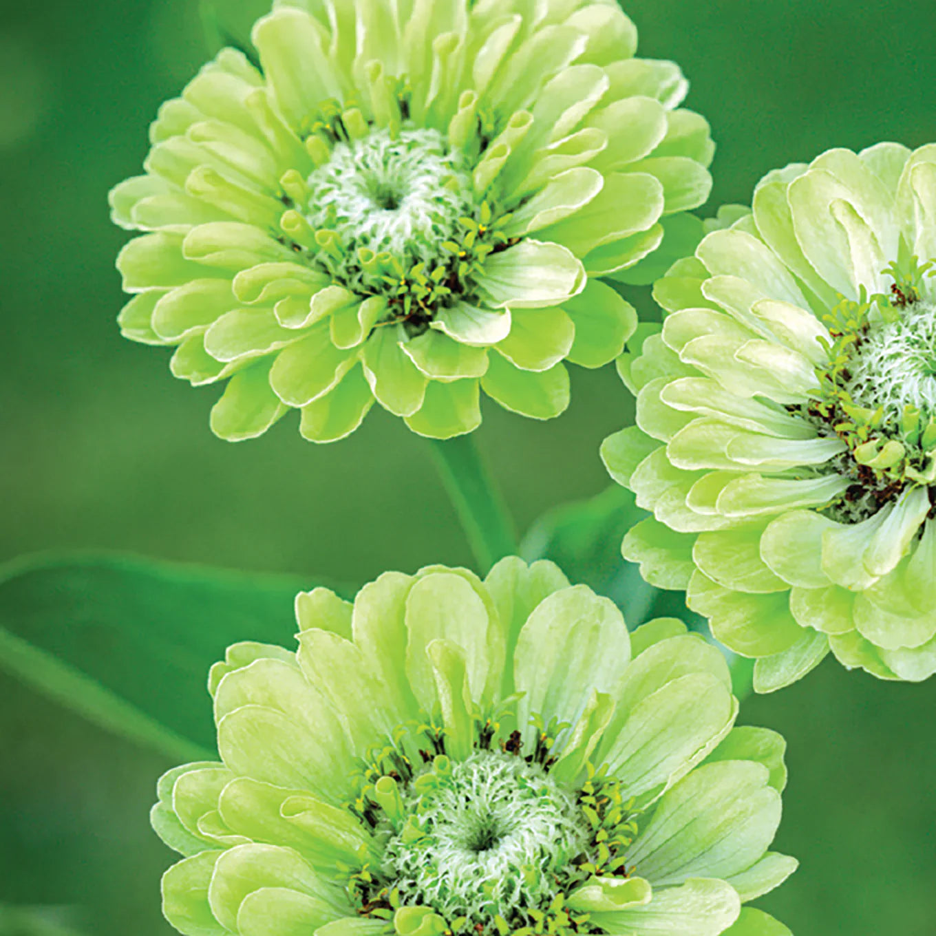 Easy-to-grow dark grün zinnia blume samen