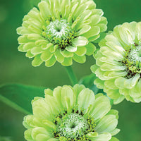 Easy-to-grow dark grün zinnia blume samen