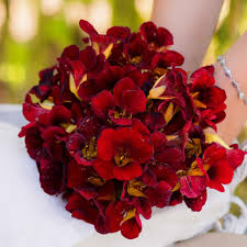 Easy-to-grow dark rot nasturtium blumen