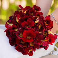 Easy-to-grow dark rot nasturtium blumen
