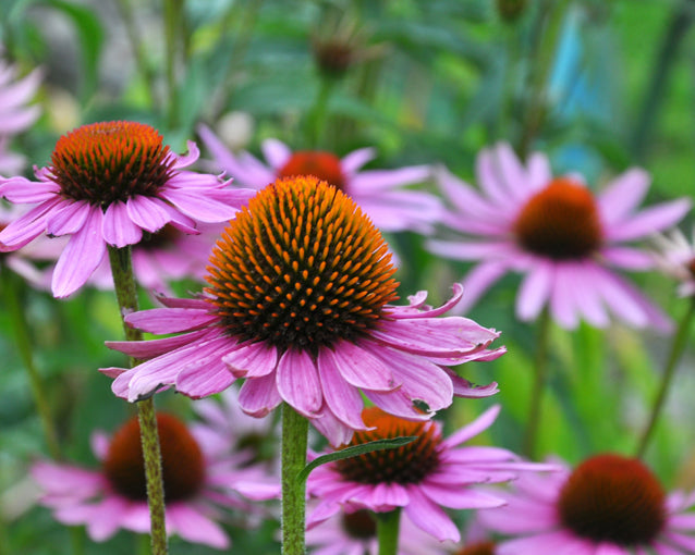 Easy grow echinacea samen