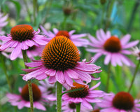 Easy grow echinacea samen