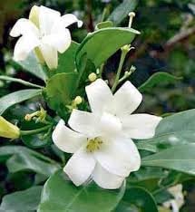 Easy-to-grow fagraea fragrant blume samen