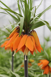 Easy grow imperial crown samen