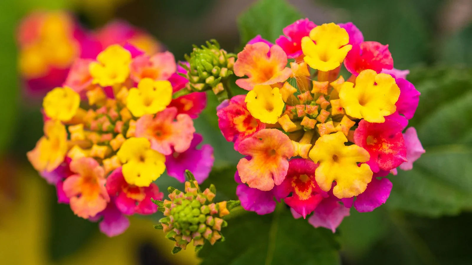 Easy grow lantana mixed samen