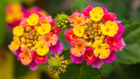 Easy grow lantana mixed samen