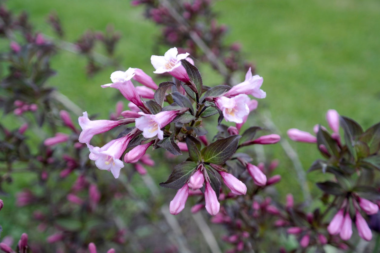 Easy-to-grow lavender abelia samen