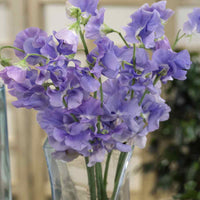 Easy-to-grow lavender sweet pea samen for home garten