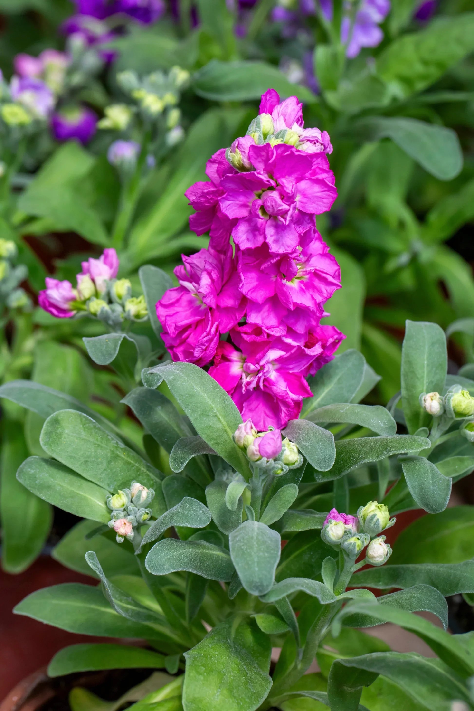 Easy grow matthiola incana samen
