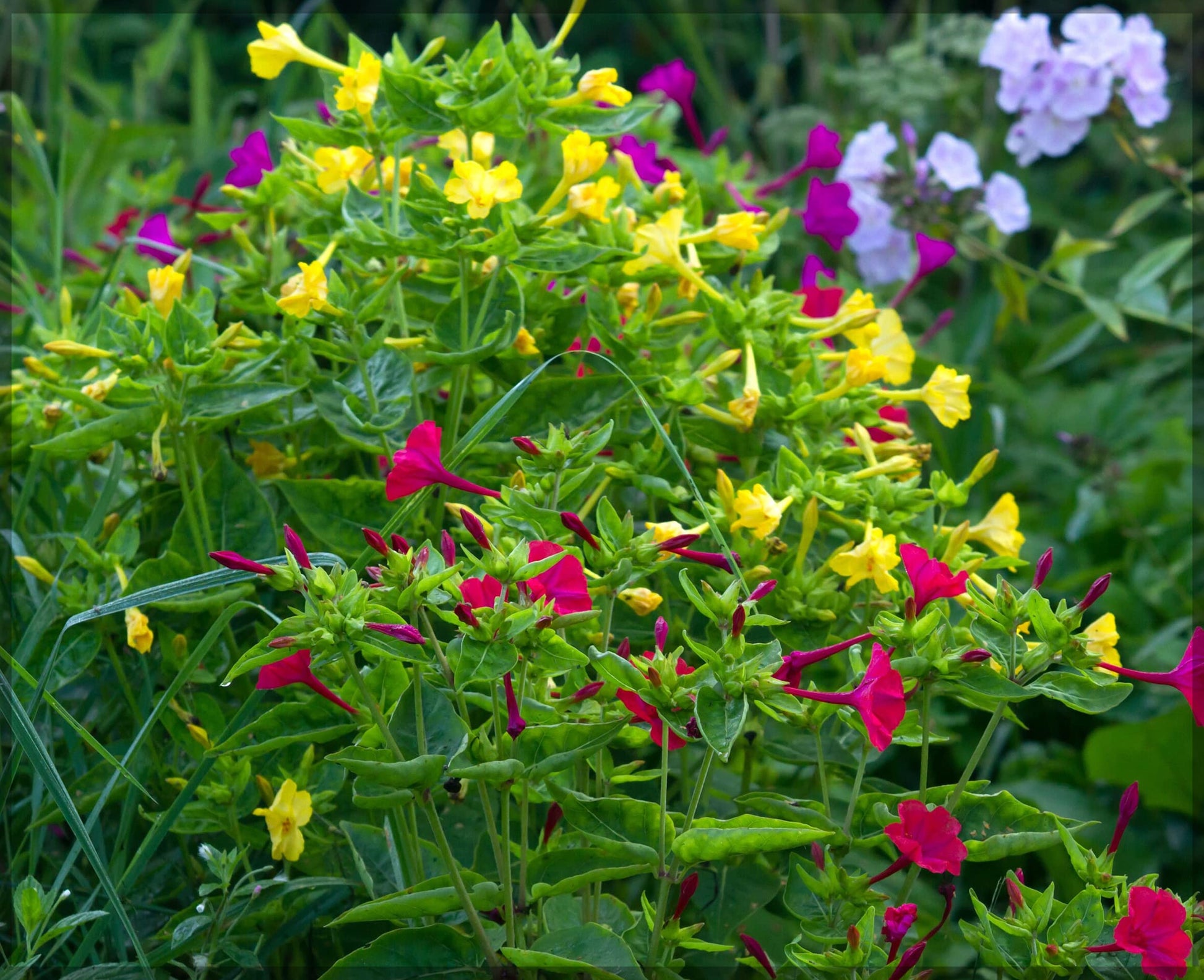 Easy grow mirabilis samen
