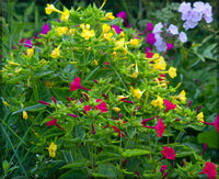 Easy grow mirabilis samen