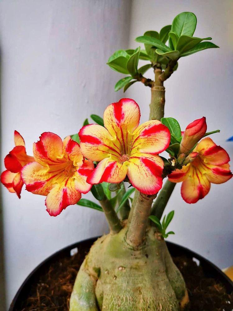 Easy grow orange adenium samen
