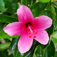 Easy grow rosa hibiscus samen