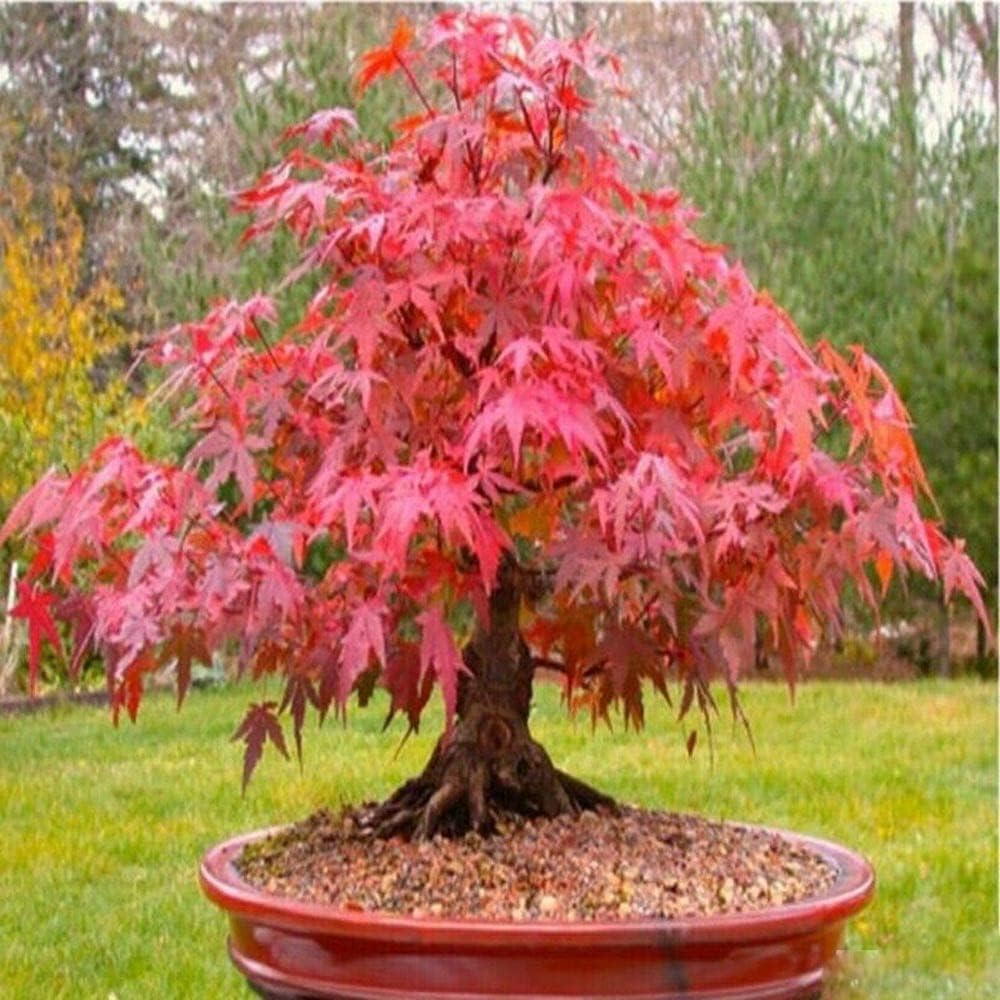 Easy grow rot maple tree samen
