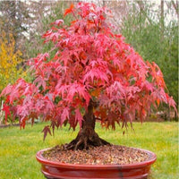 Easy grow rot maple tree samen