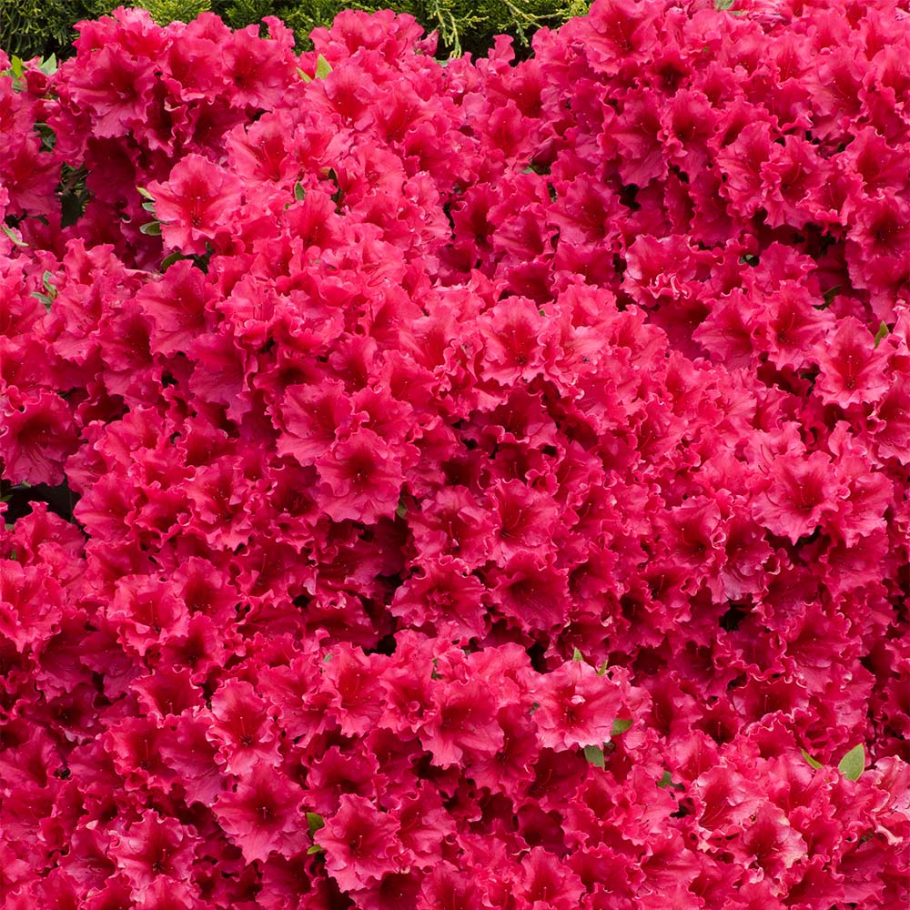 Easy grow rhododendron simsii samen