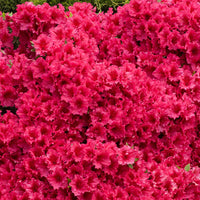 Easy grow rhododendron simsii samen