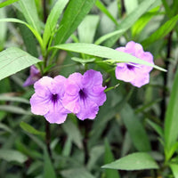 Easy-to-grow ruellia humilis blume samen