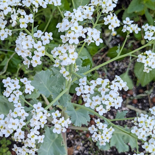 Easy grow seakale blume samen