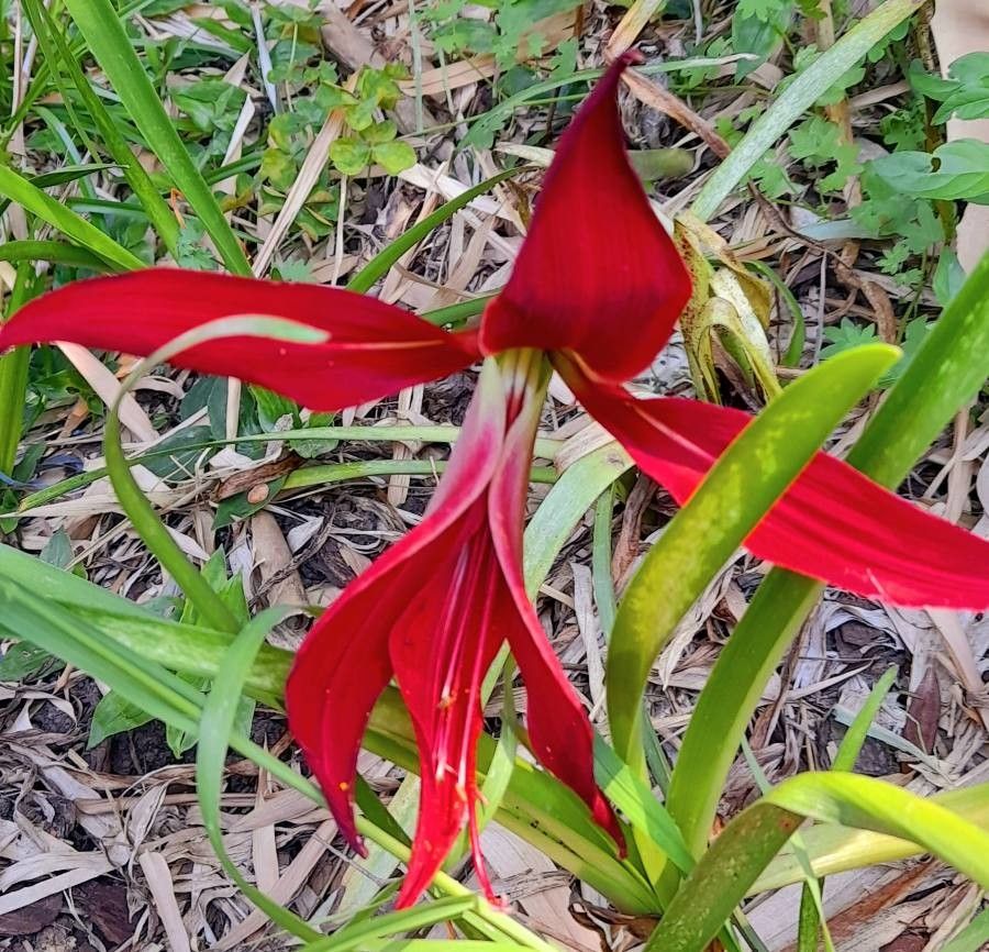 Easy grow sprekelia blume samen
