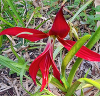 Easy grow sprekelia blume samen