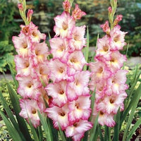 Easy-to-grow summer garten gladiolus samen