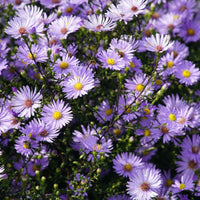 Easy grow violet aster samen