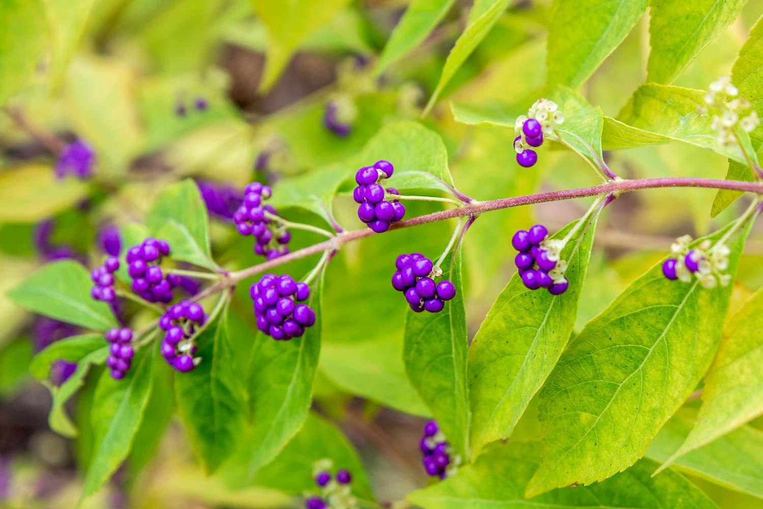 Easy grow violet callicarpa samen