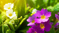 Easy grow violet primrose samen