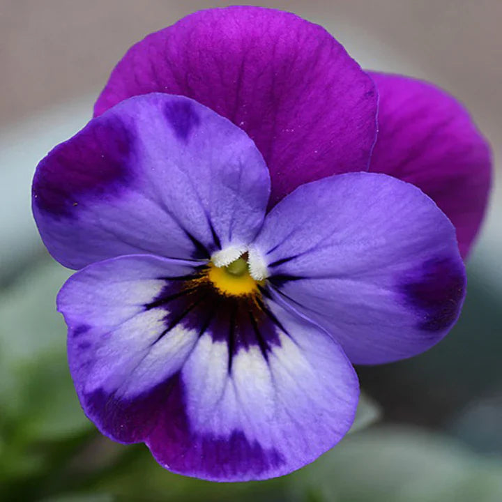 Easy grow violet samen