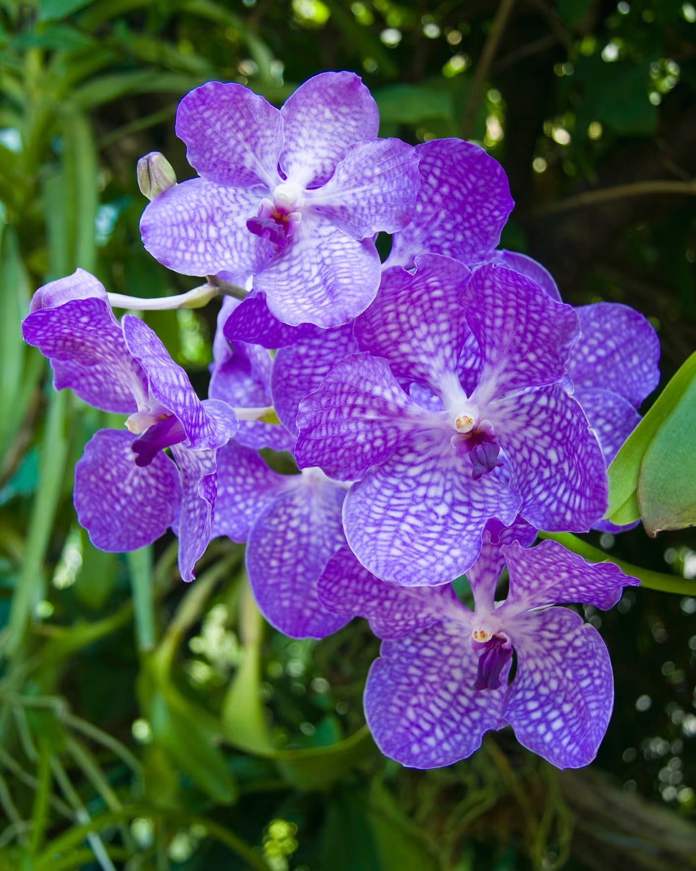 Easy grow violet vanda orchid samen