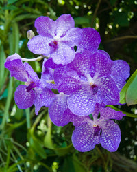 Easy grow violet vanda orchid samen