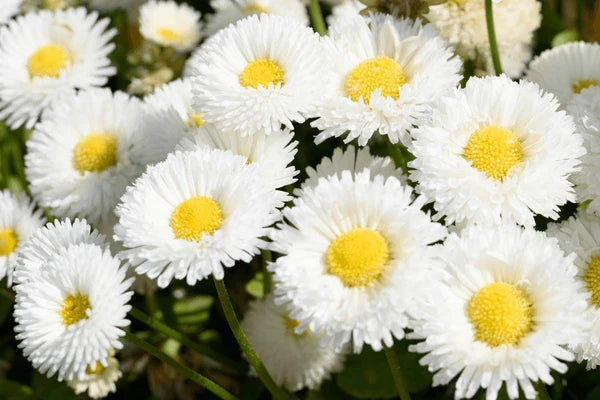 Easy grow weiß bellis samen