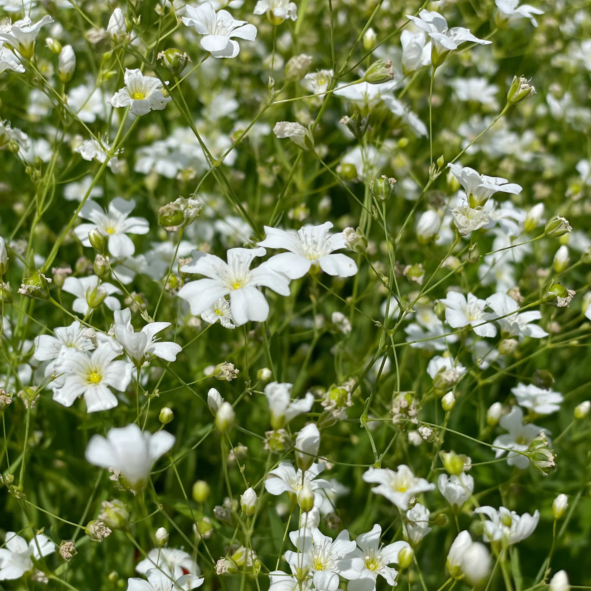 Easy grow weiß clametis blume samen