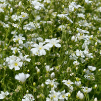 Easy grow weiß clametis blume samen