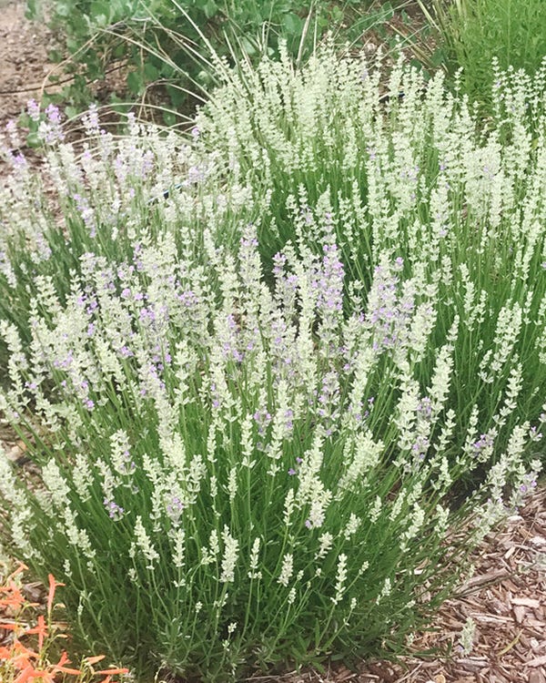 Easy grow weiß lavender samen