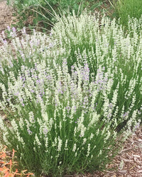 Easy grow weiß lavender samen